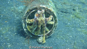 posing Octopus by Helen Hansen 